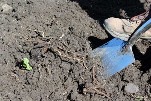 Nearly every spadeful turned up roots like these!