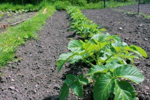 From an unpromising start 'Sunrise' seems to be doing well!