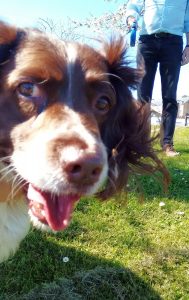 Billy Our 13 year old spaniel!