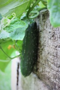 outdoor cucumber