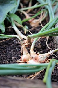 shallots
