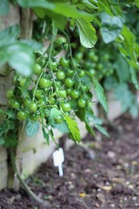 sweet million tomatoes