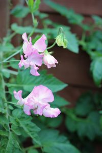sweet peas