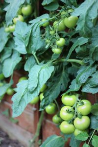 gardeners delight tomatoes