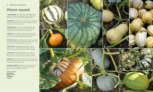 RHS Step By Step Veg Patch Book Review