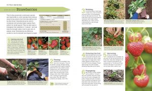 RHS Step By Step Veg Patch Book Review