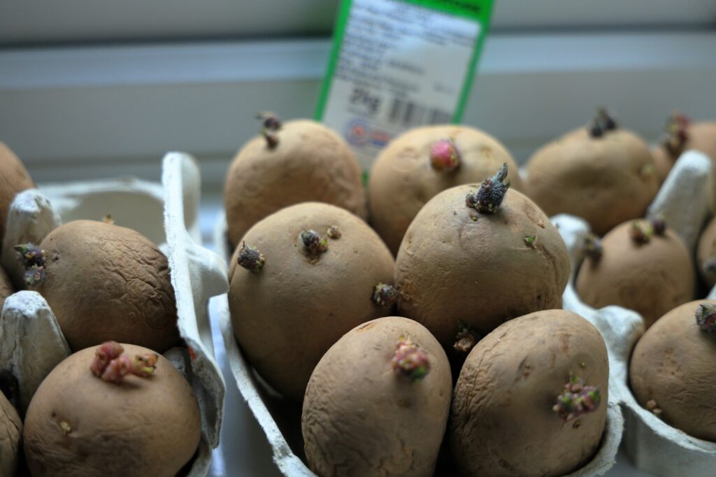 chitting seed potatoes