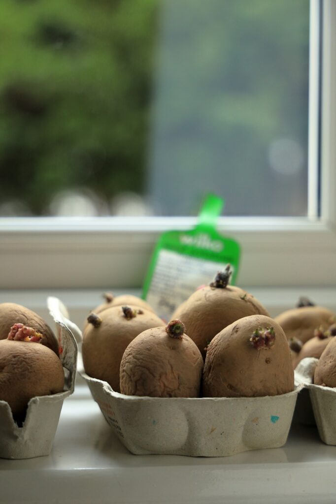 chitting seed potatoes